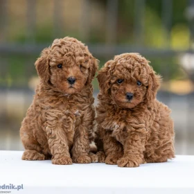 Toy Poodle – szczenięta