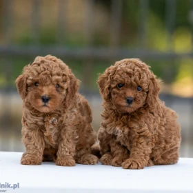 Toy Poodle – szczenięta
