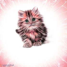 Koty z azylu do bezpłatnej adopcji!