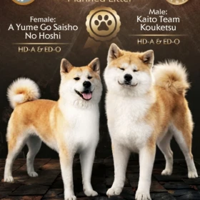 Akita Inu – Piękne szczenięta FCI
