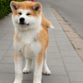 Akita Inu – Piękne szczenięta FCI