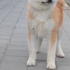 Akita Inu – Piękne szczenięta FCI