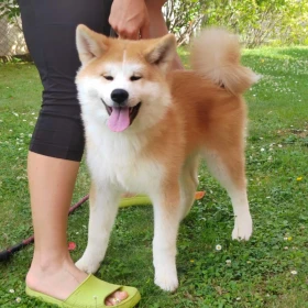 Akita Inu – Piękne szczenięta FCI