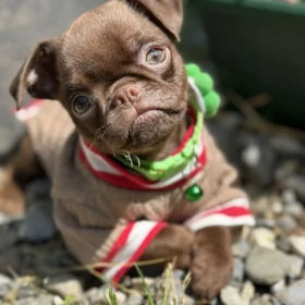 Chocolate Petit Brabancon (Smooth Brussel Griffon)