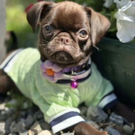 Chocolate Petit Brabancon (Smooth Brussel Griffon)