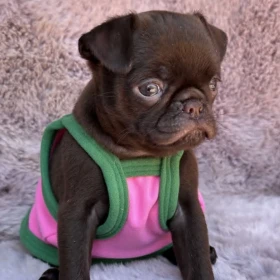 Chocolate Petit Brabancon (Smooth Brussel Griffon)