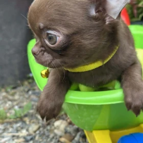 Lilac & chocolate boys chihuahua