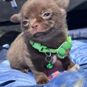 Lilac & chocolate boys chihuahua