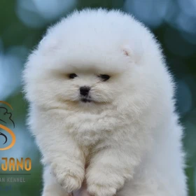 Pomeranian BOO – szczenięta typu Miś