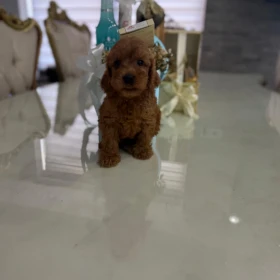 Goldendoodle Piękne Szczenięta