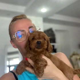 Goldendoodle Piękne Szczenięta
