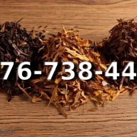 Extra Jakości Tani TYTOŃ na wagę 115 PLN / 1KG