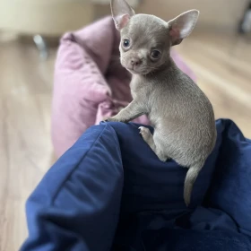 Chihuahua szczeniaki