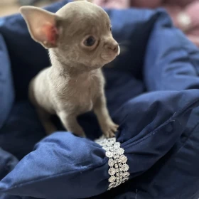 Chihuahua szczeniaki