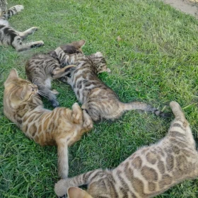 koty bengalskie