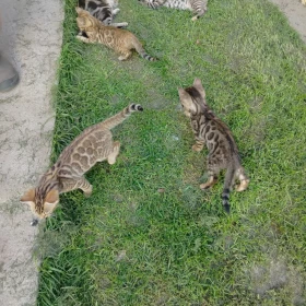 koty bengalskie
