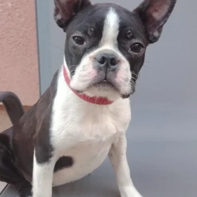 Boston Terrier suczka