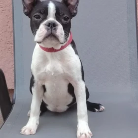 Boston Terrier suczka
