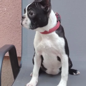 Boston Terrier suczka