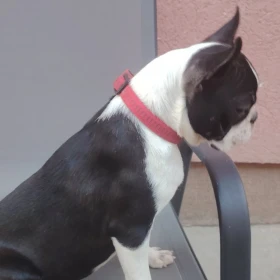 Boston Terrier suczka