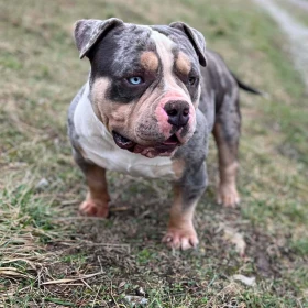 American Bully Pocket – samiec i samica na sprzedaż