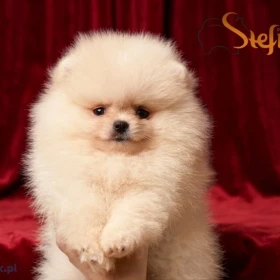 Pomeranian BOO misie, szczenięta rasy Pomeranian Spitz