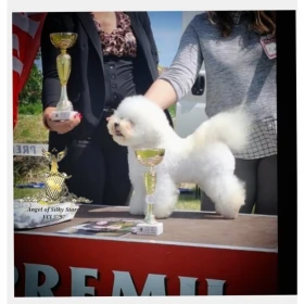 Bichon Frise – piękne szczenięta