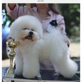 Bichon Frise – piękne szczenięta