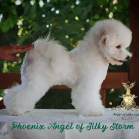 Bichon Frise – piękne szczenięta