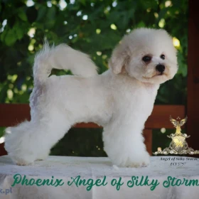 Bichon Frise – piękne szczenięta