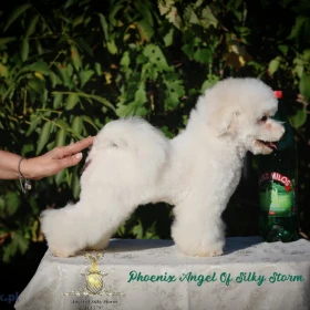 Bichon Frise – piękne szczenięta