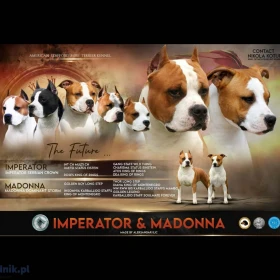 American Staffordshire Terrier – szczenięta