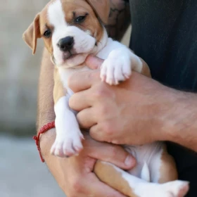 American Staffordshire Terrier – szczenięta