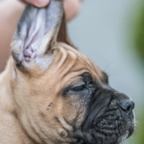 Cane Corso piękne szczenięta