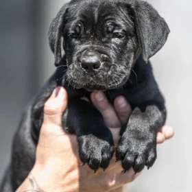 Cane Corso piękne szczenięta