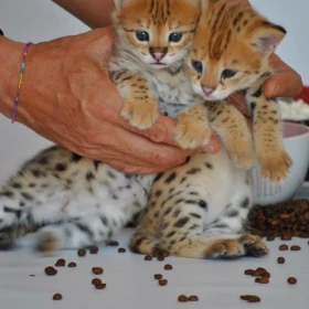 Dostępne kocięta rasy savannah i serwal